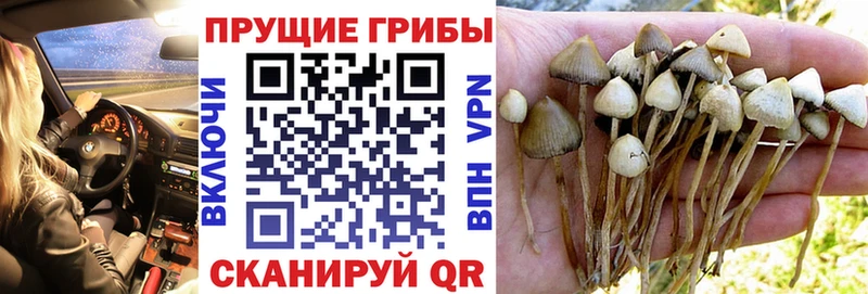 Псилоцибиновые грибы мухоморы Сыктывкар